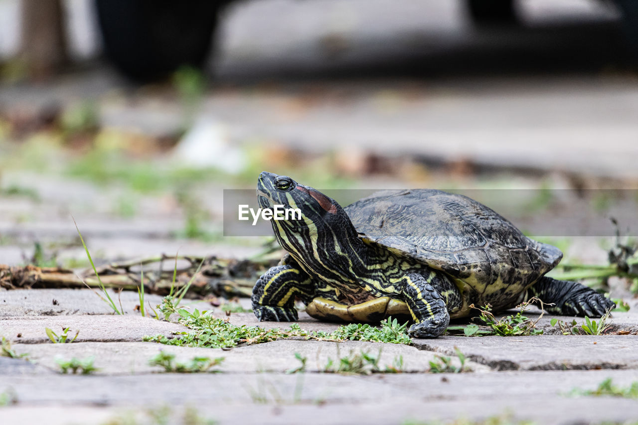 animal themes, animal, animal wildlife, reptile, turtle, one animal, wildlife, tortoise, nature, no people, selective focus, sea turtle, shell, outdoors, animal shell, day, full length