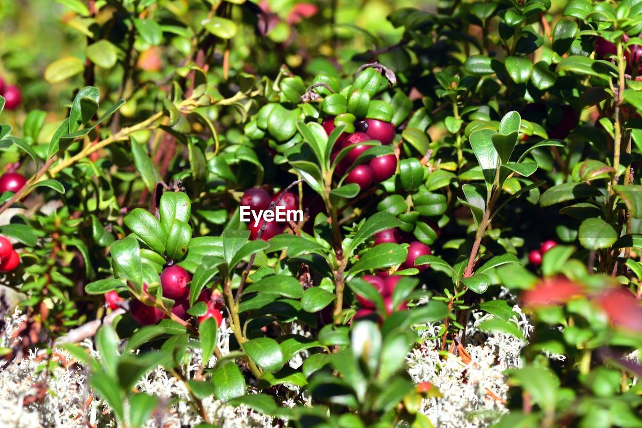 CLOSE-UP OF RED BERRIES