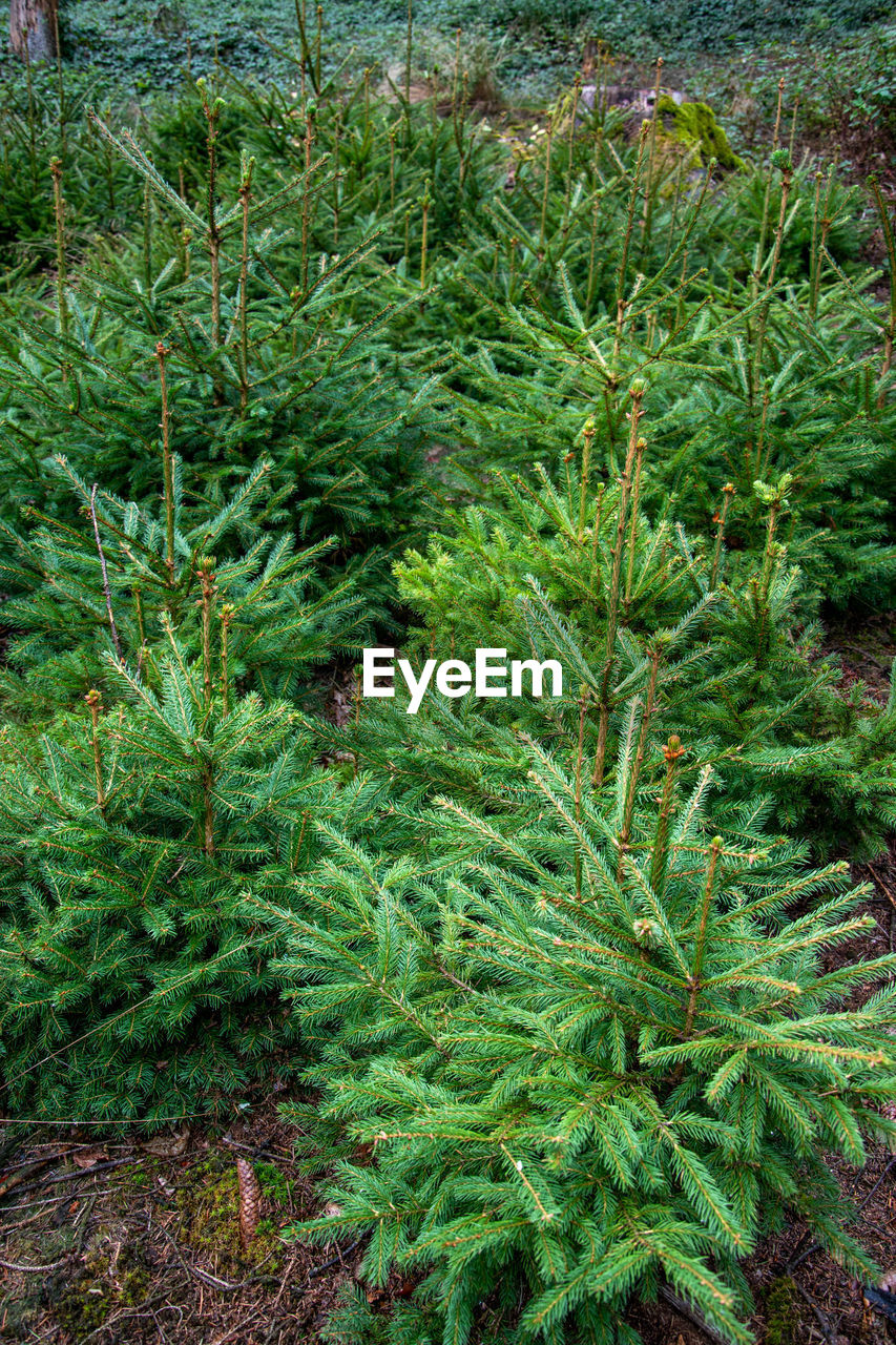 HIGH ANGLE VIEW OF PINE TREES ON FIELD