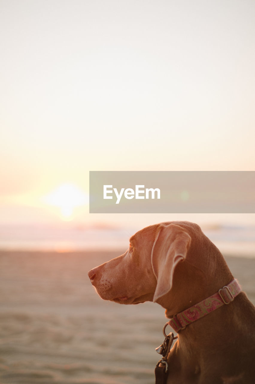 Close-up of dog on beach against sky during sunset