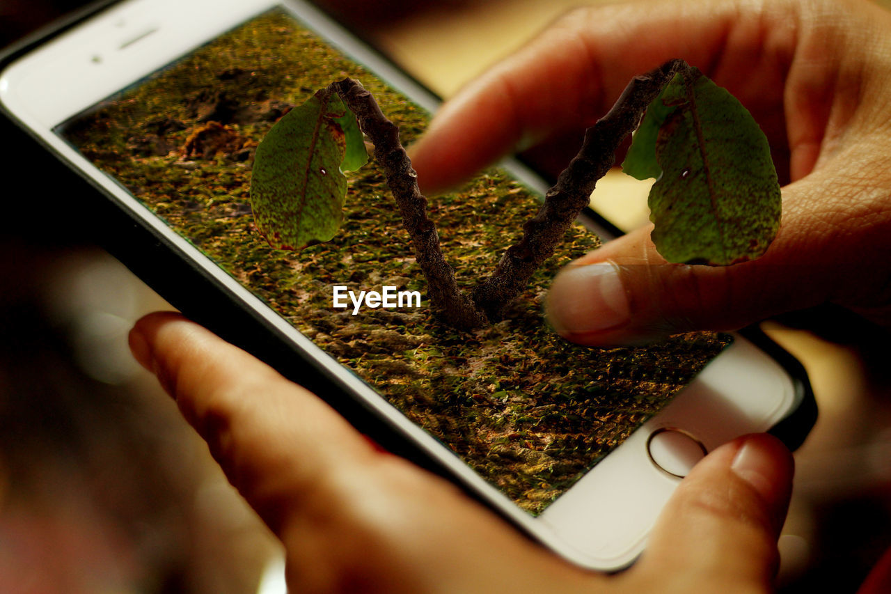 CLOSE-UP OF HAND HOLDING GREEN LEAF