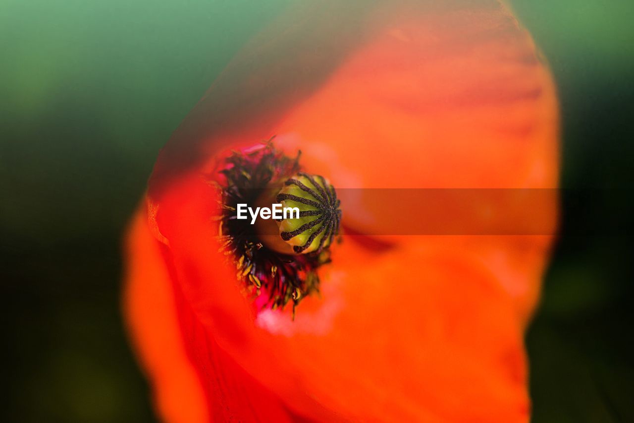 Close-up of red poppy blooming outdoors