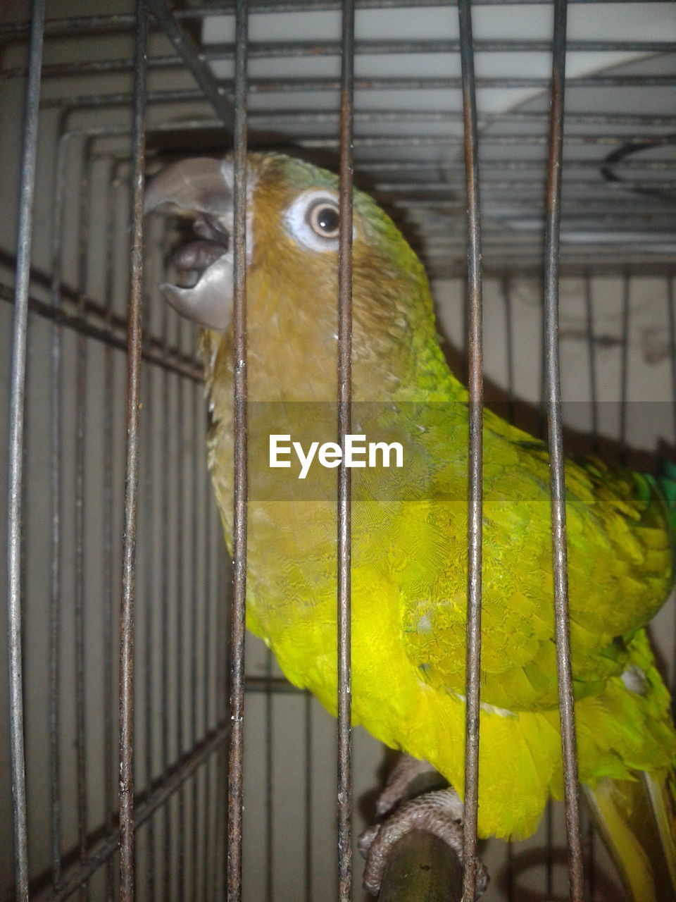 CLOSE-UP OF PARROT PERCHING IN CAGE