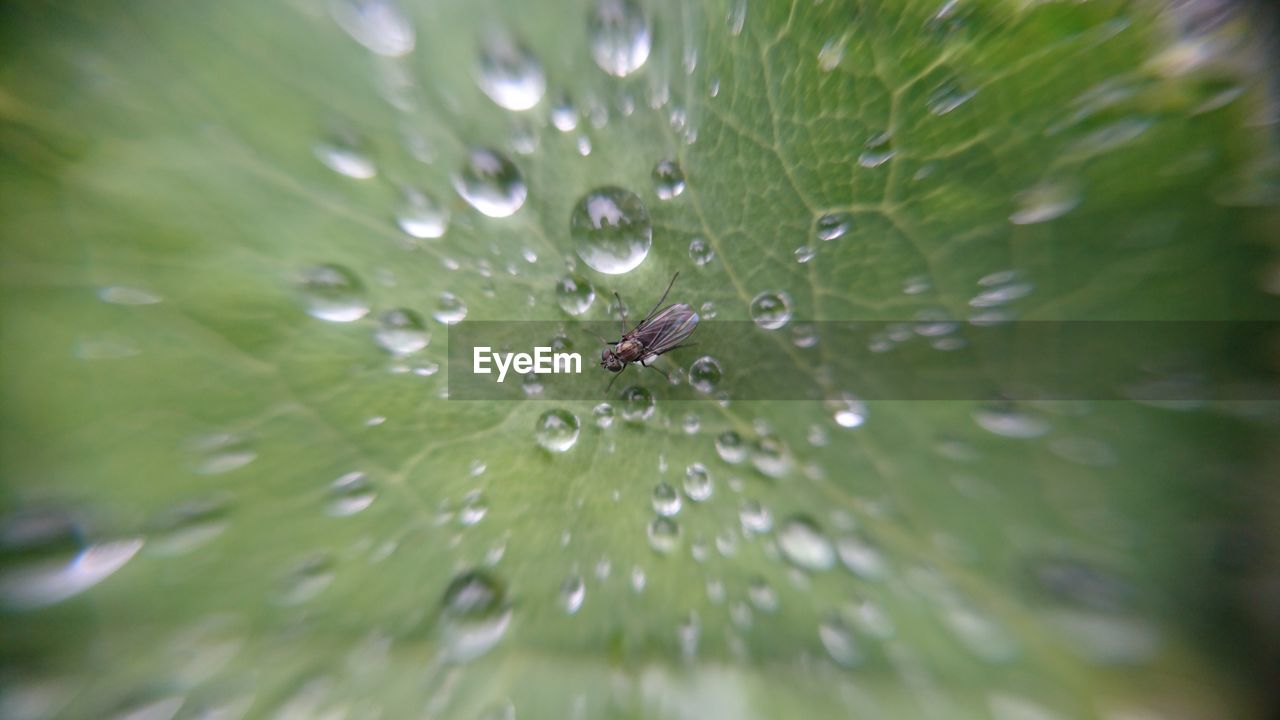 Close-up of water drops on leaf