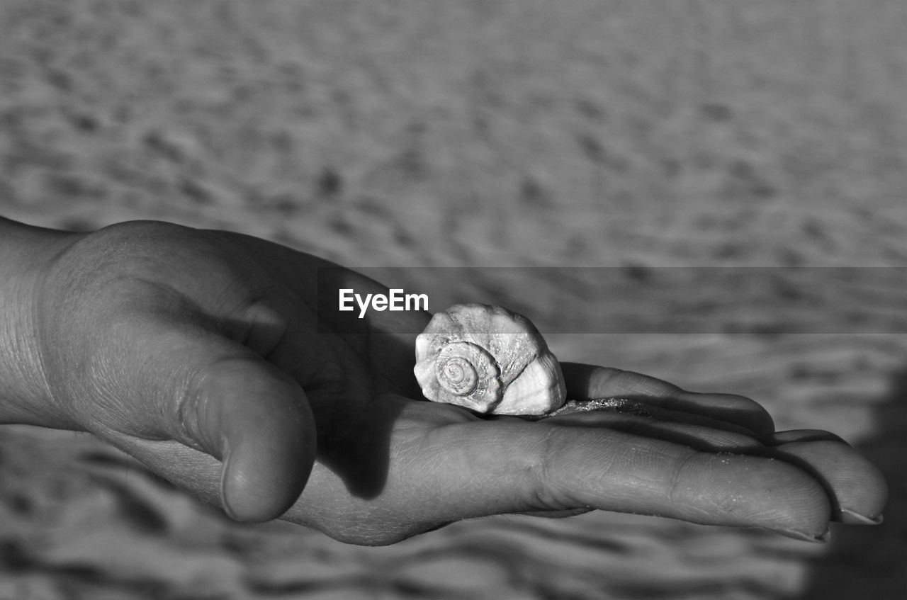 Close-up of human hand holding seashell at beach