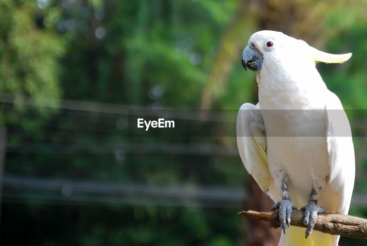 Close-up of parrot perching on wood