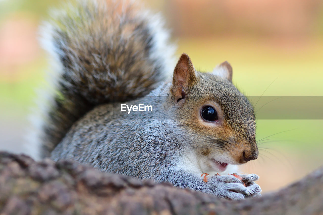 Close-up portrait of squirrel