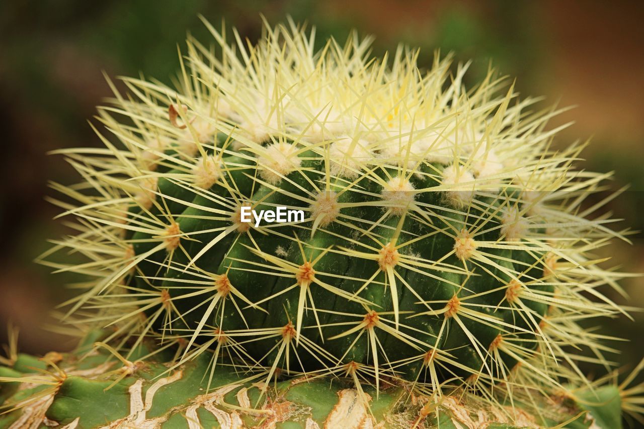 CLOSE-UP OF CACTUS OUTDOORS