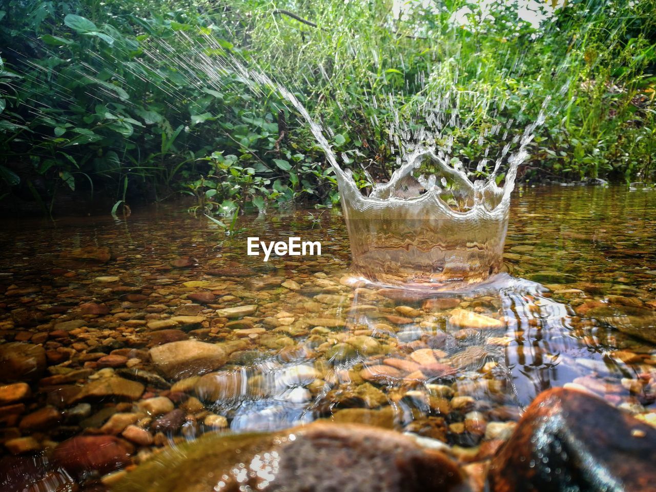 Close-up of water flowing over plants