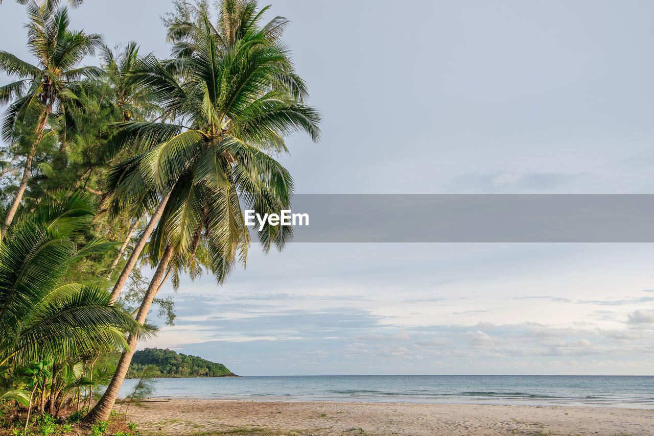 PALM TREES ON BEACH AGAINST SKY