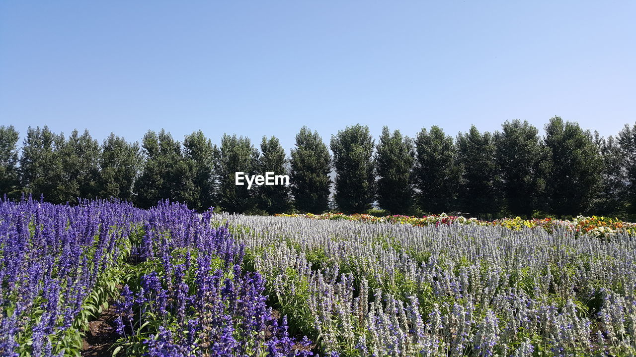 Lavender field against clear sky during sunny day