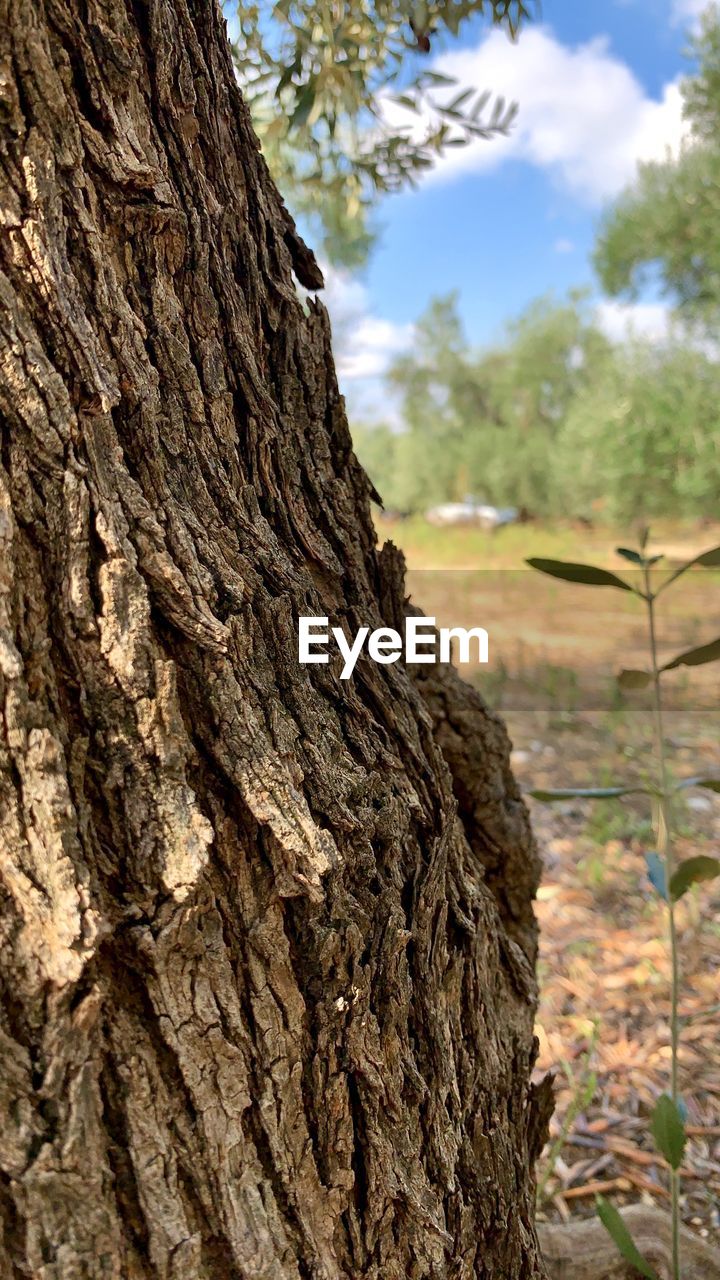 CLOSE-UP OF TREE TRUNK AGAINST SKY