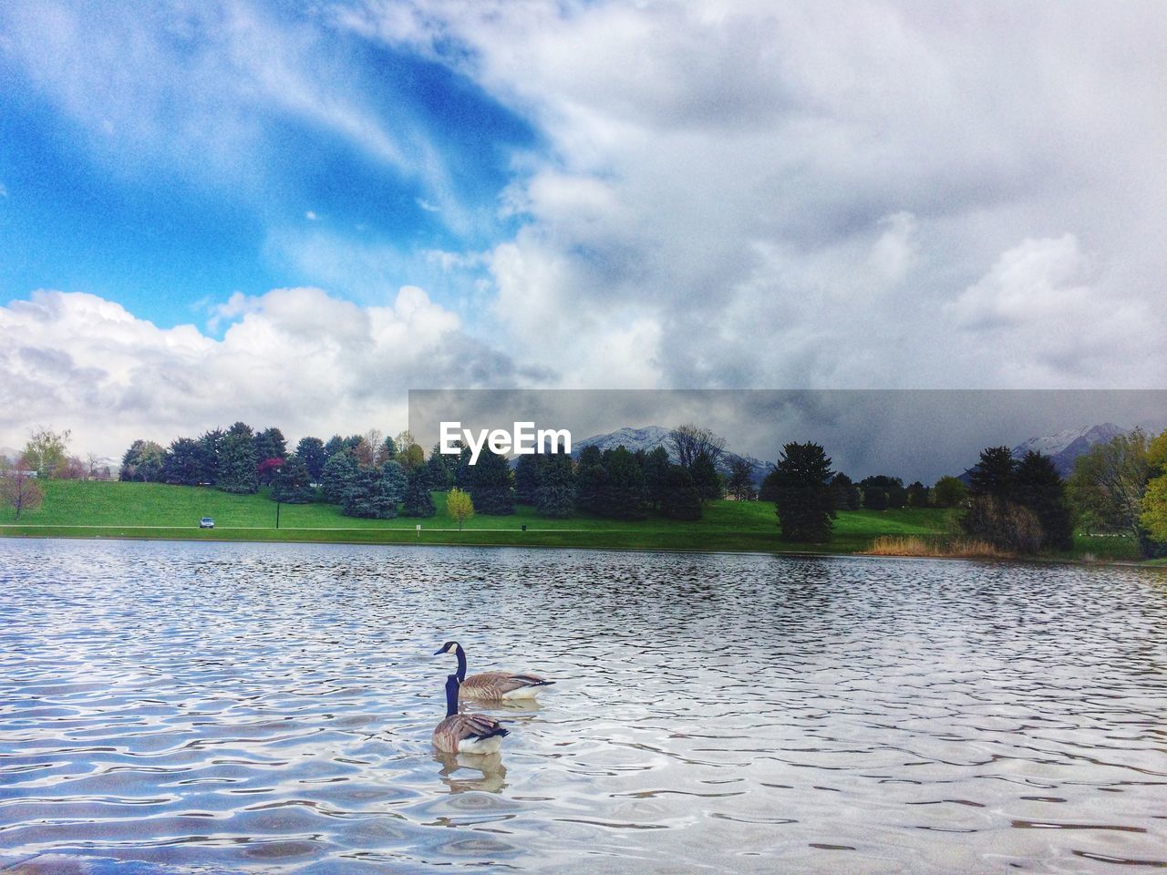 Geese swimming in lake against cloudy sky