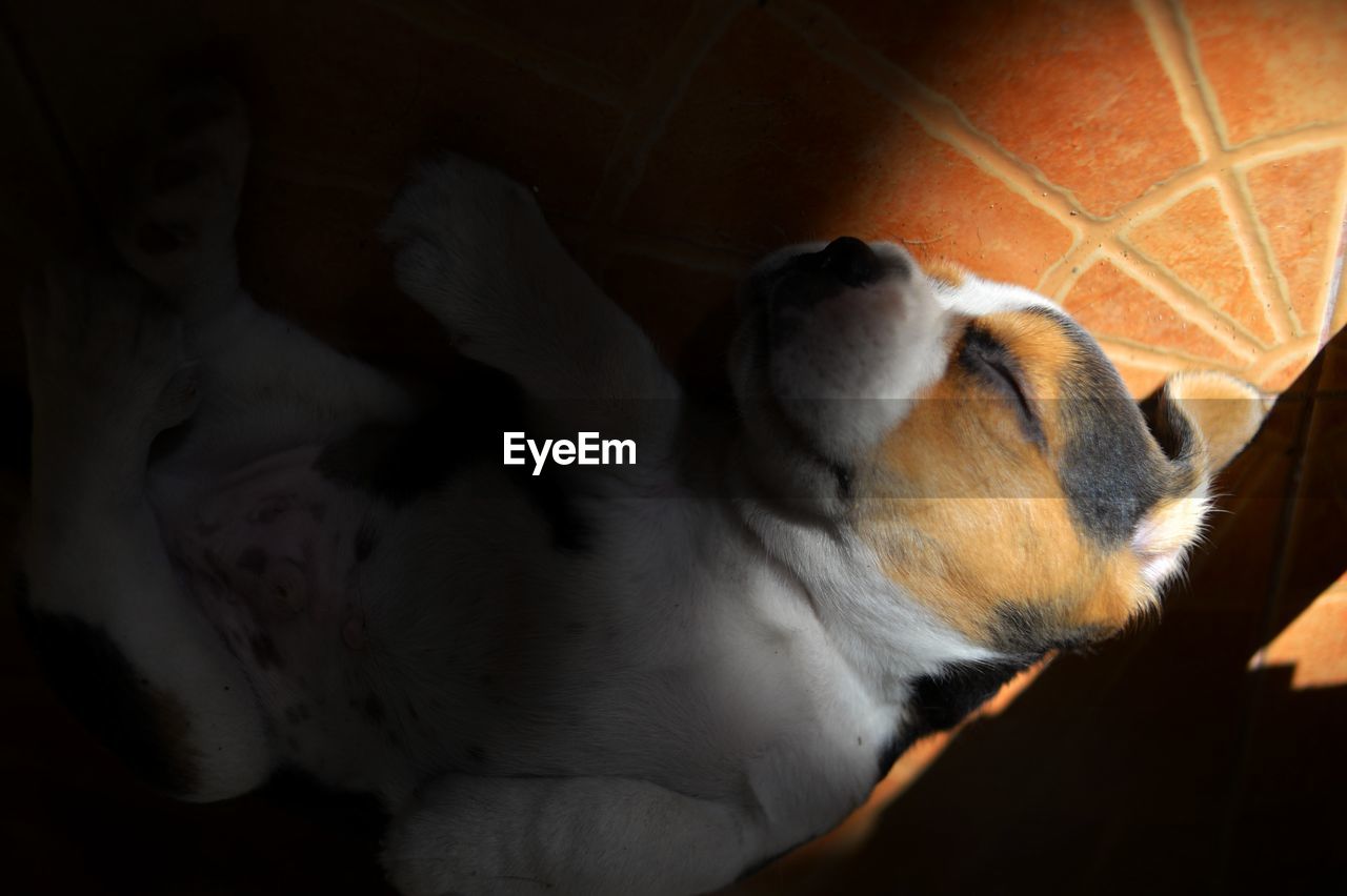 HIGH ANGLE VIEW OF A DOG SLEEPING