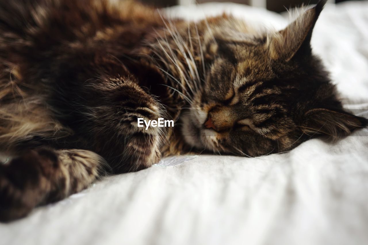 CAT SLEEPING IN BED