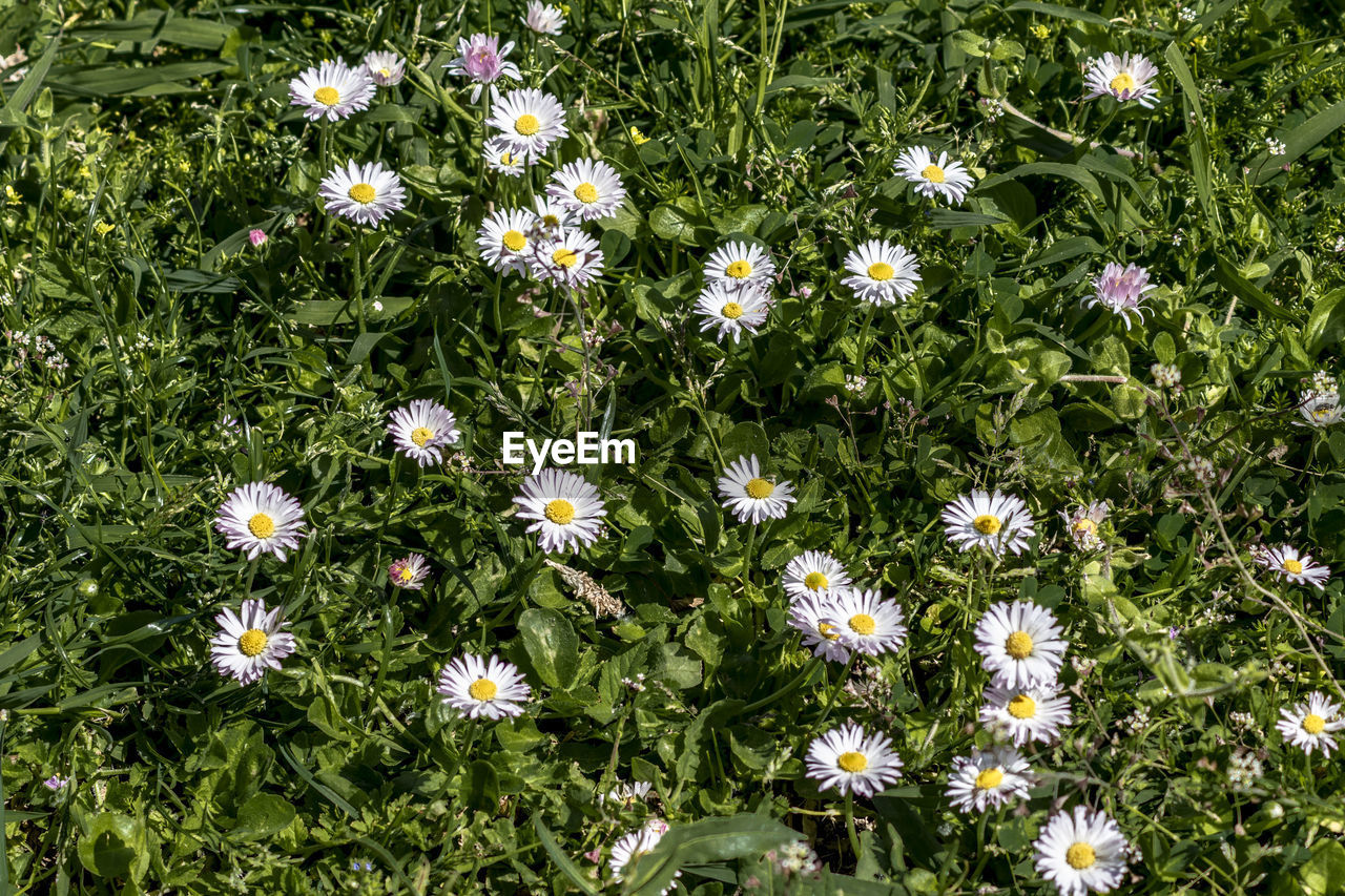 High angle view of white flowering plants on field