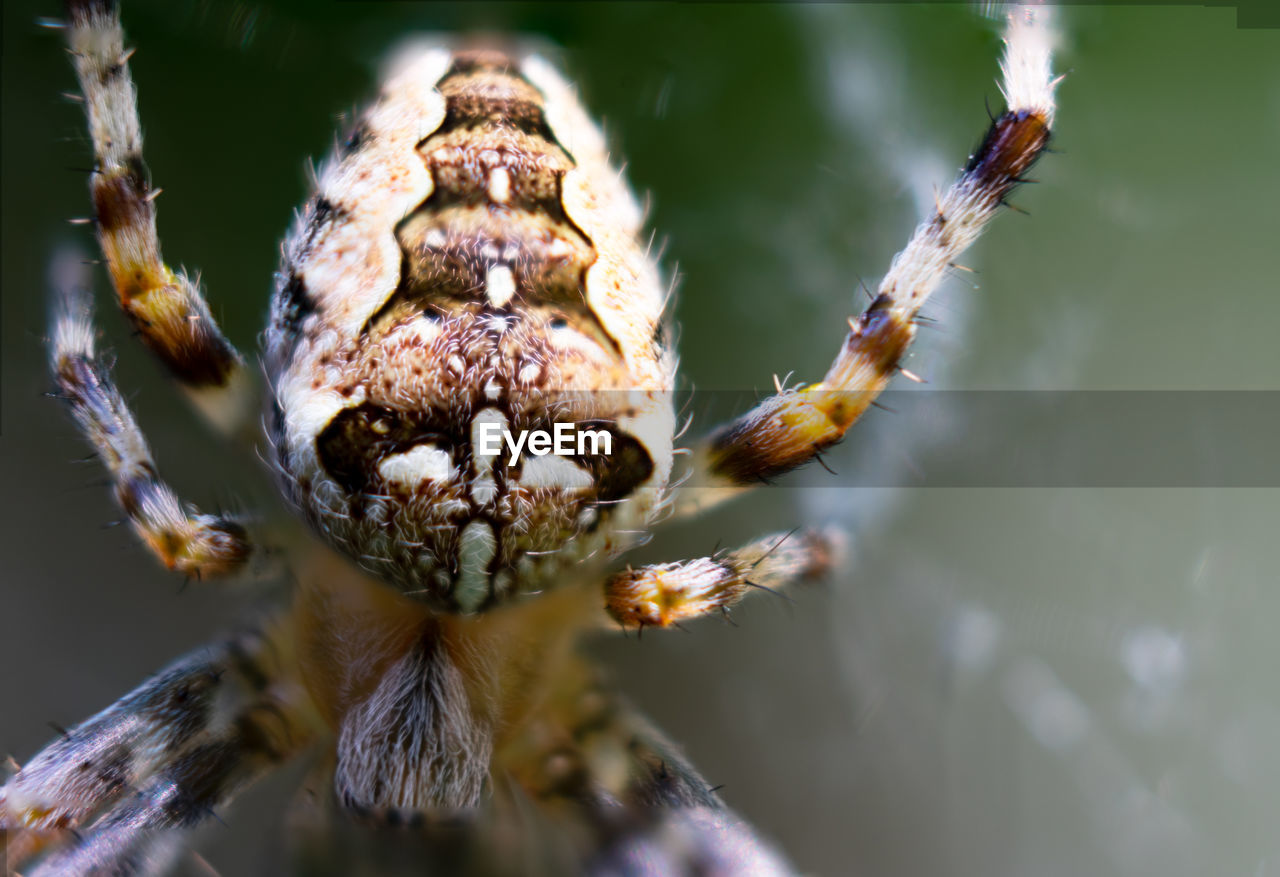 Extreme closeup of european garden spider on spider web