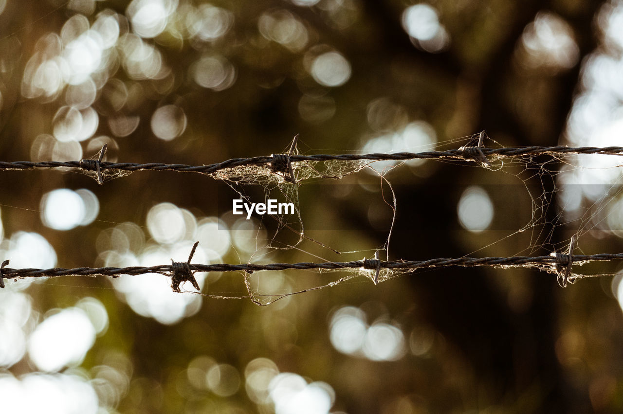 Close-up of spider webs on barbed wires