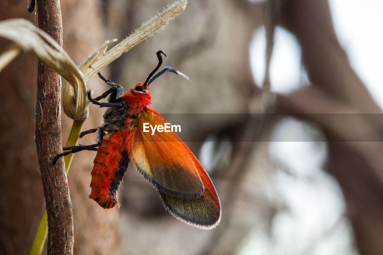 CLOSE-UP OF BUTTERFLY