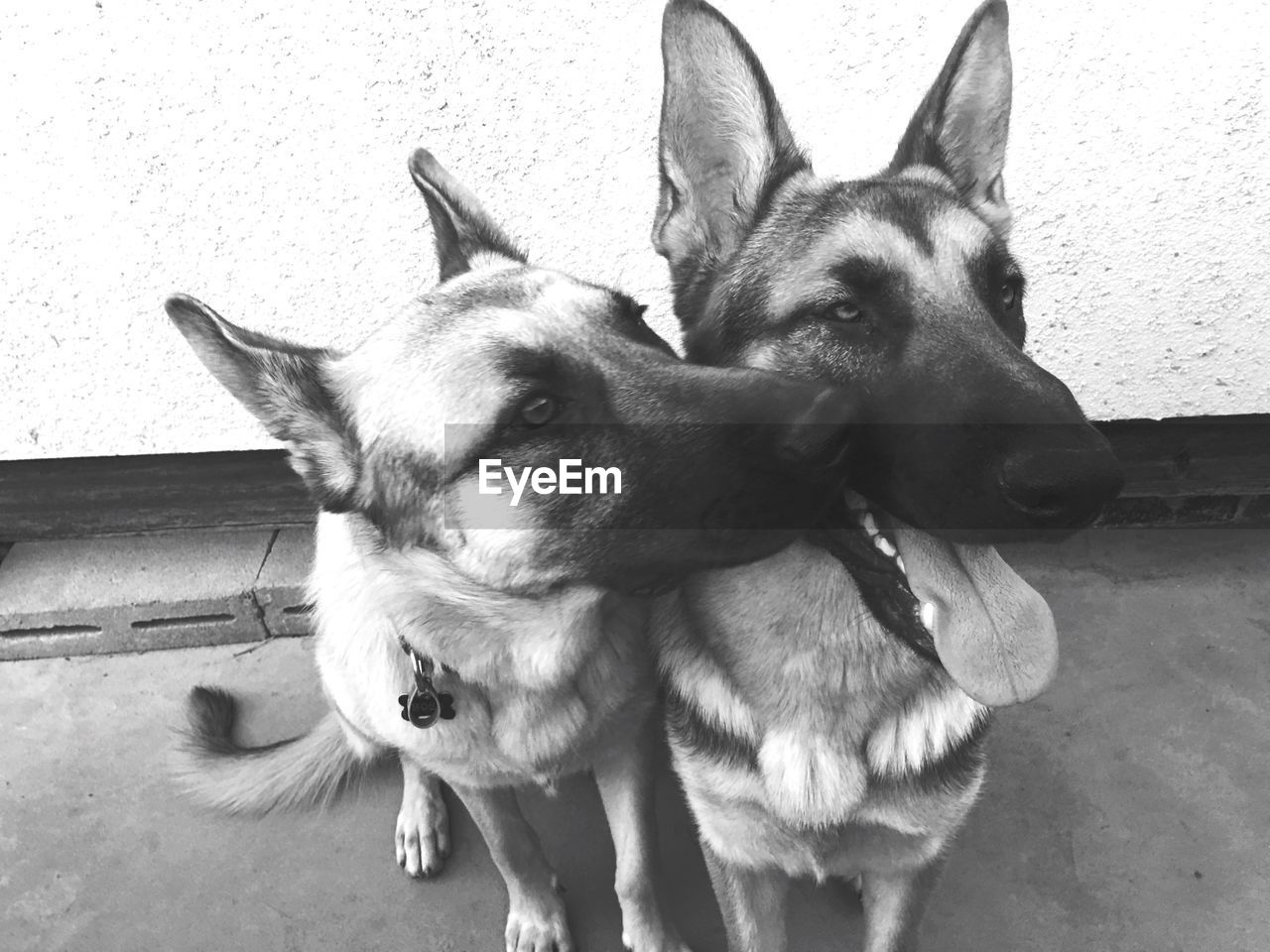 High angle view of german shepherds sitting on floor