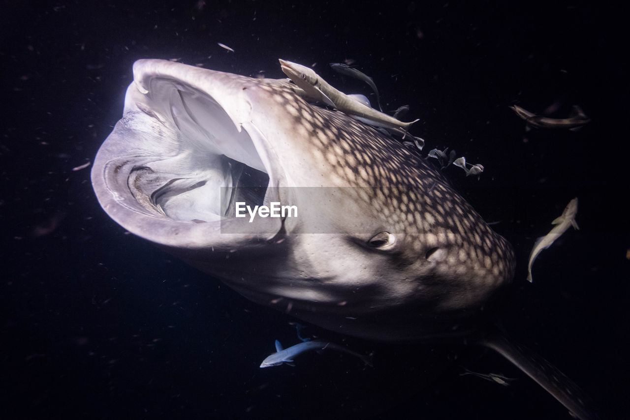 CLOSE-UP OF FISHES SWIMMING IN WATER
