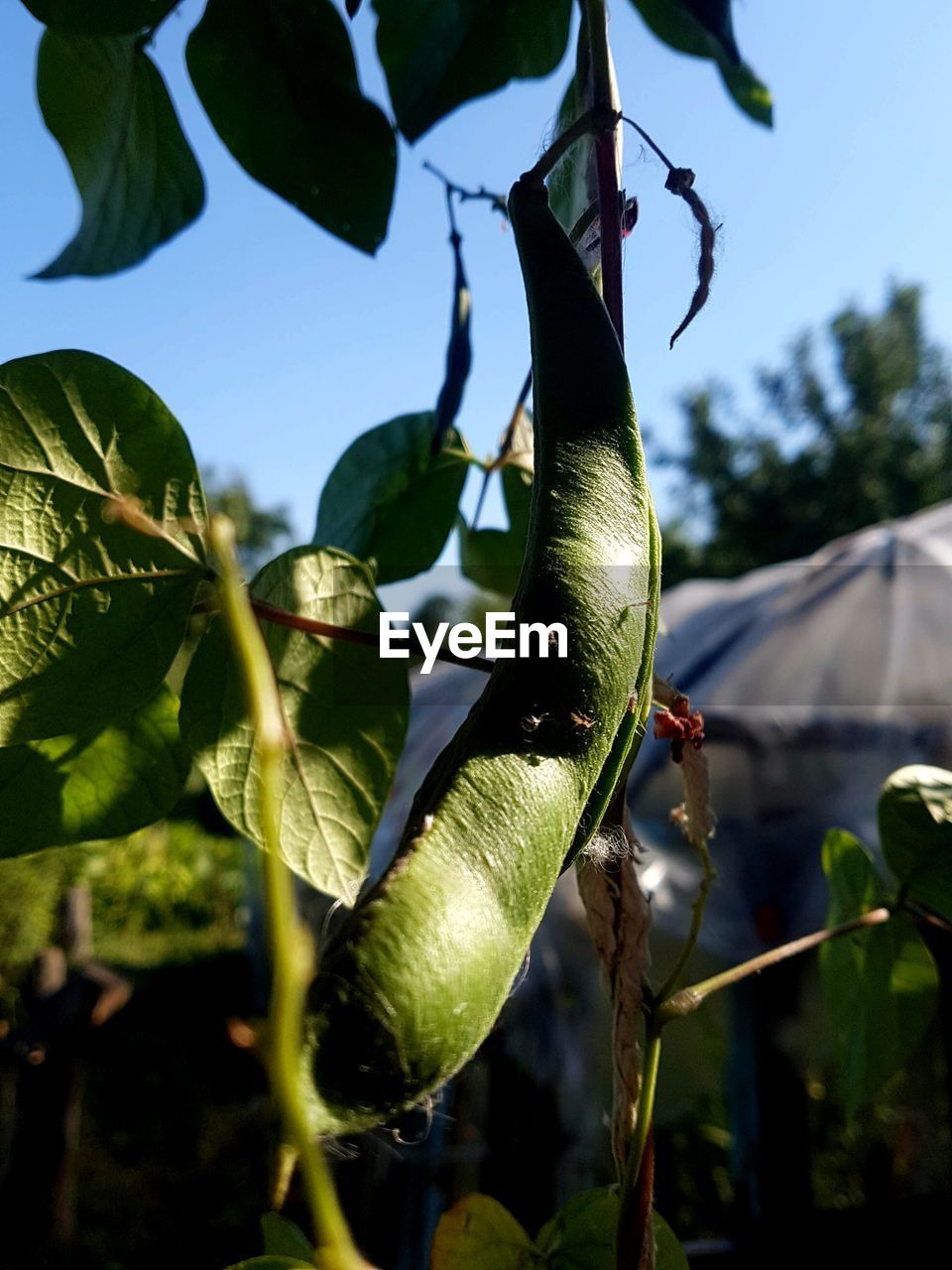 CLOSE-UP OF LEAVES ON TREE