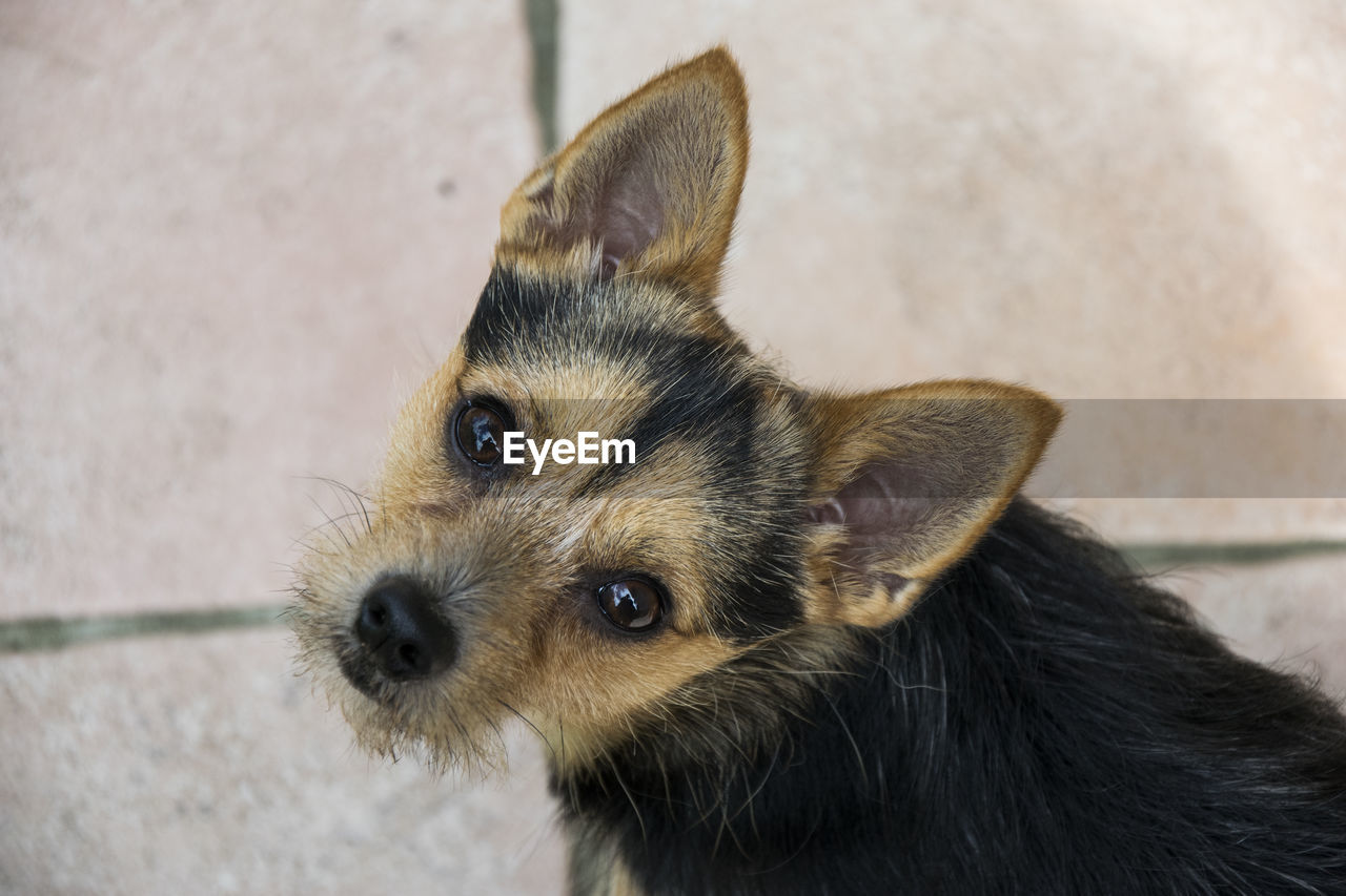 Close-up high angle portrait of a dog