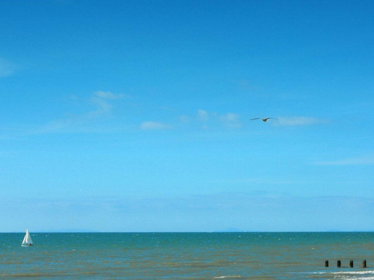 SILHOUETTE OF BIRDS FLYING OVER SEA