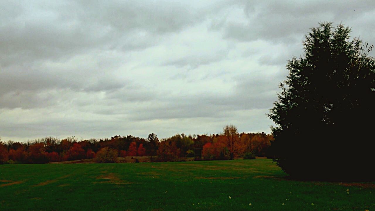 TREES ON GRASSY FIELD AGAINST CLOUDY SKY