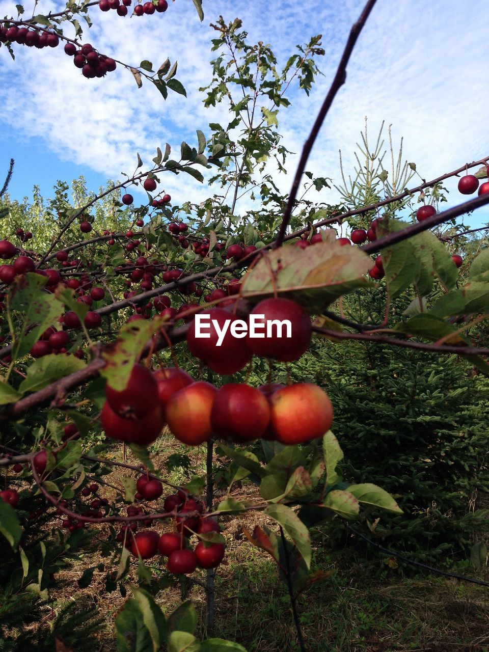 CLOSE-UP OF CHERRIES GROWING ON TREE