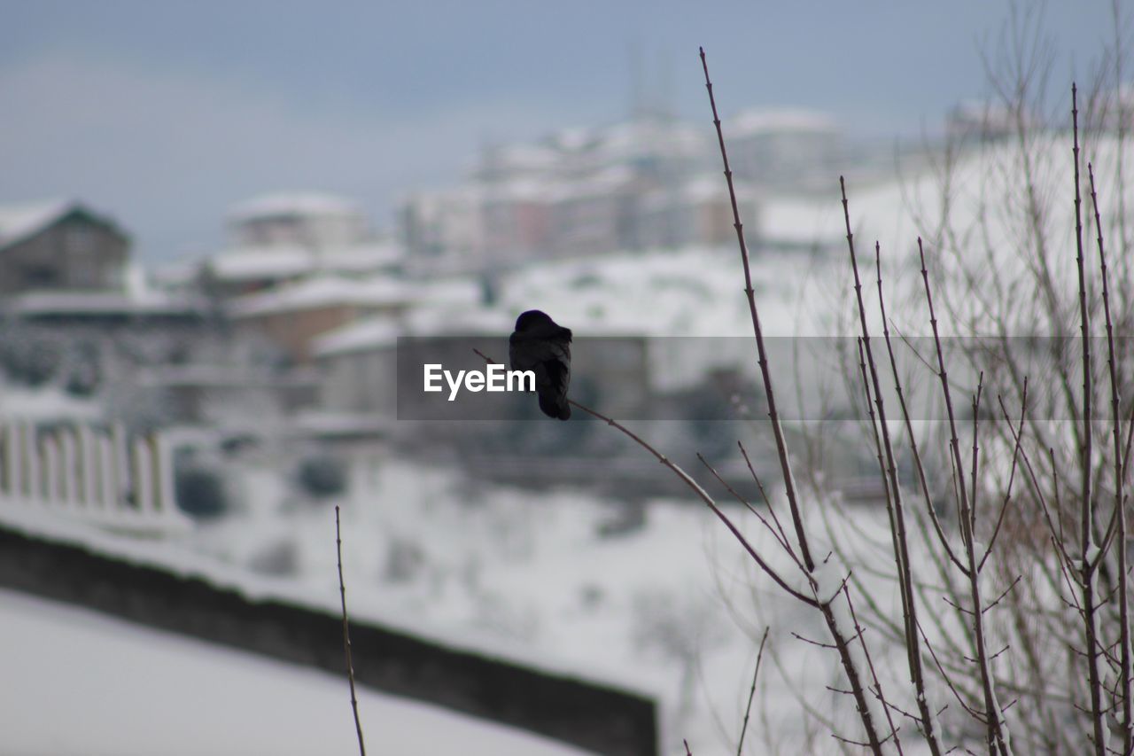 CLOSE-UP OF BIRD PERCHING ON CABLE AGAINST SKY