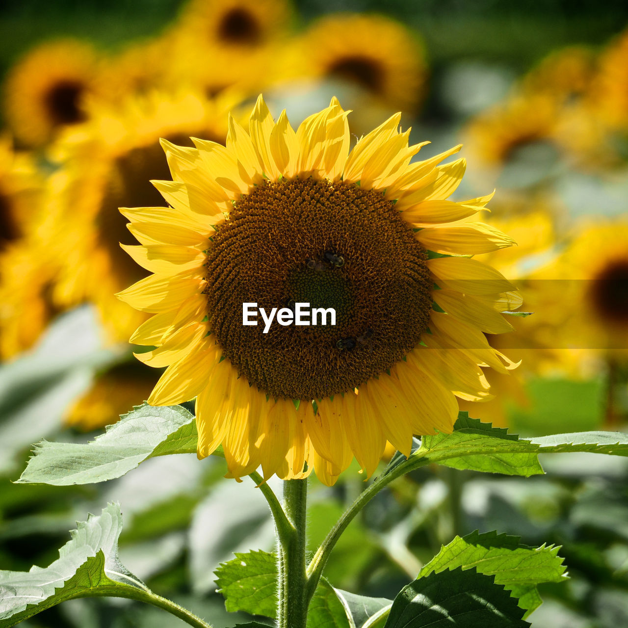 CLOSE-UP OF BEE ON SUNFLOWER