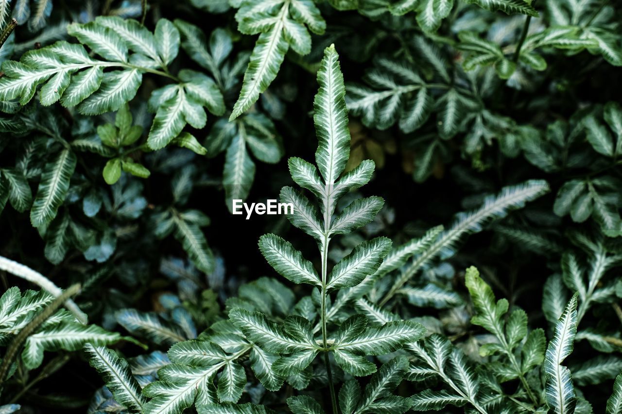 Full frame shot of fresh green plant during winter