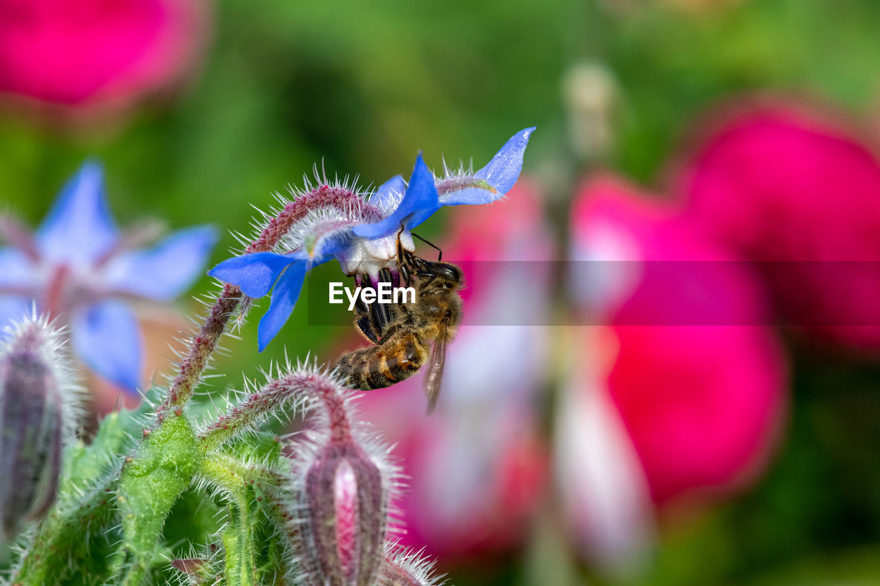 Close up of a borage flower