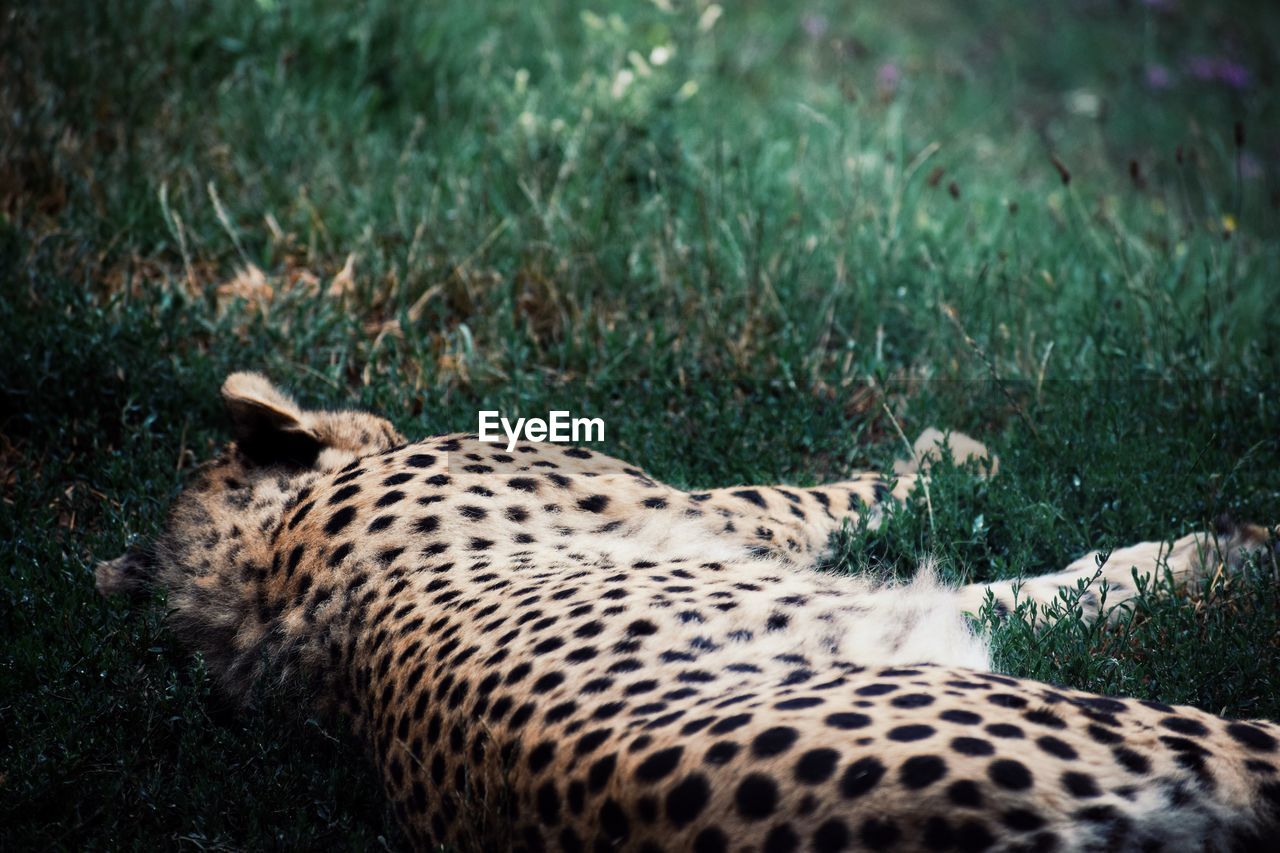 Cheetah resting in a field