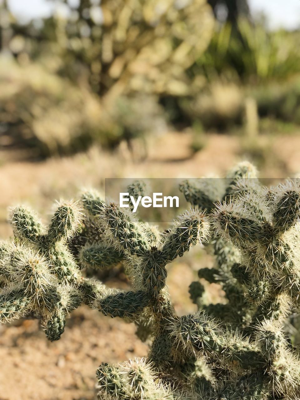 Close-up of cactus plant on field