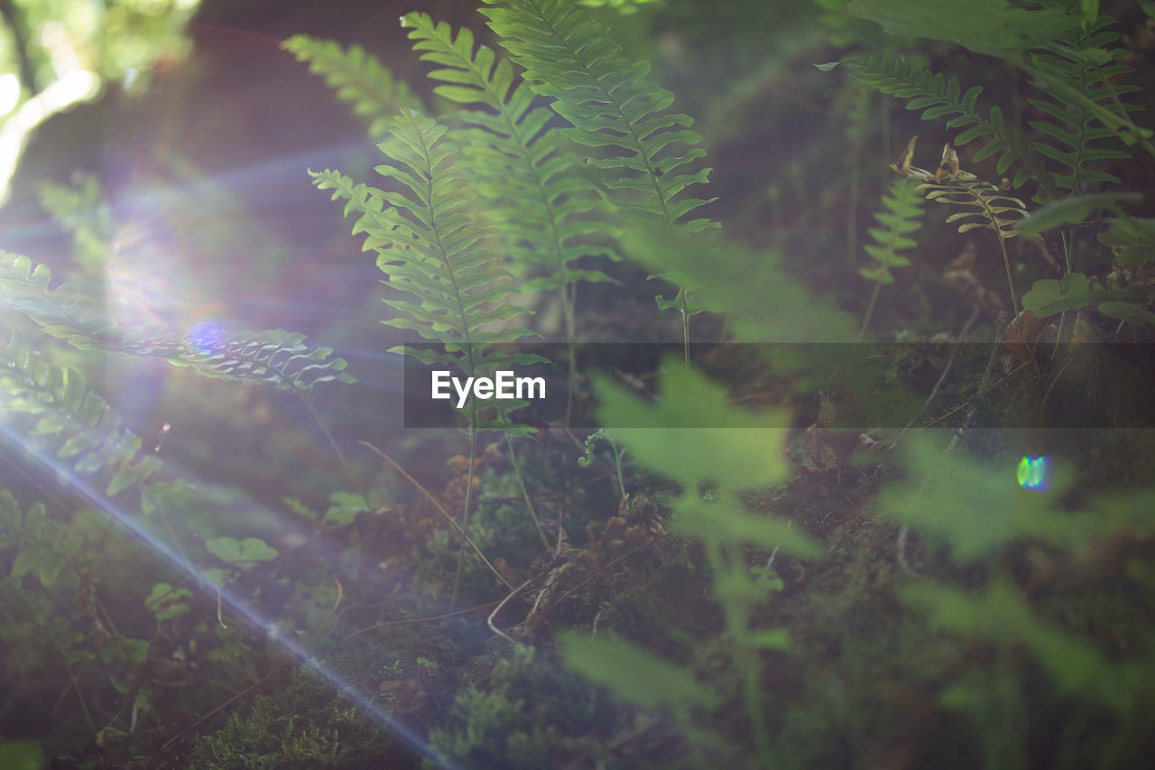 Close-up of fern amidst trees in forest