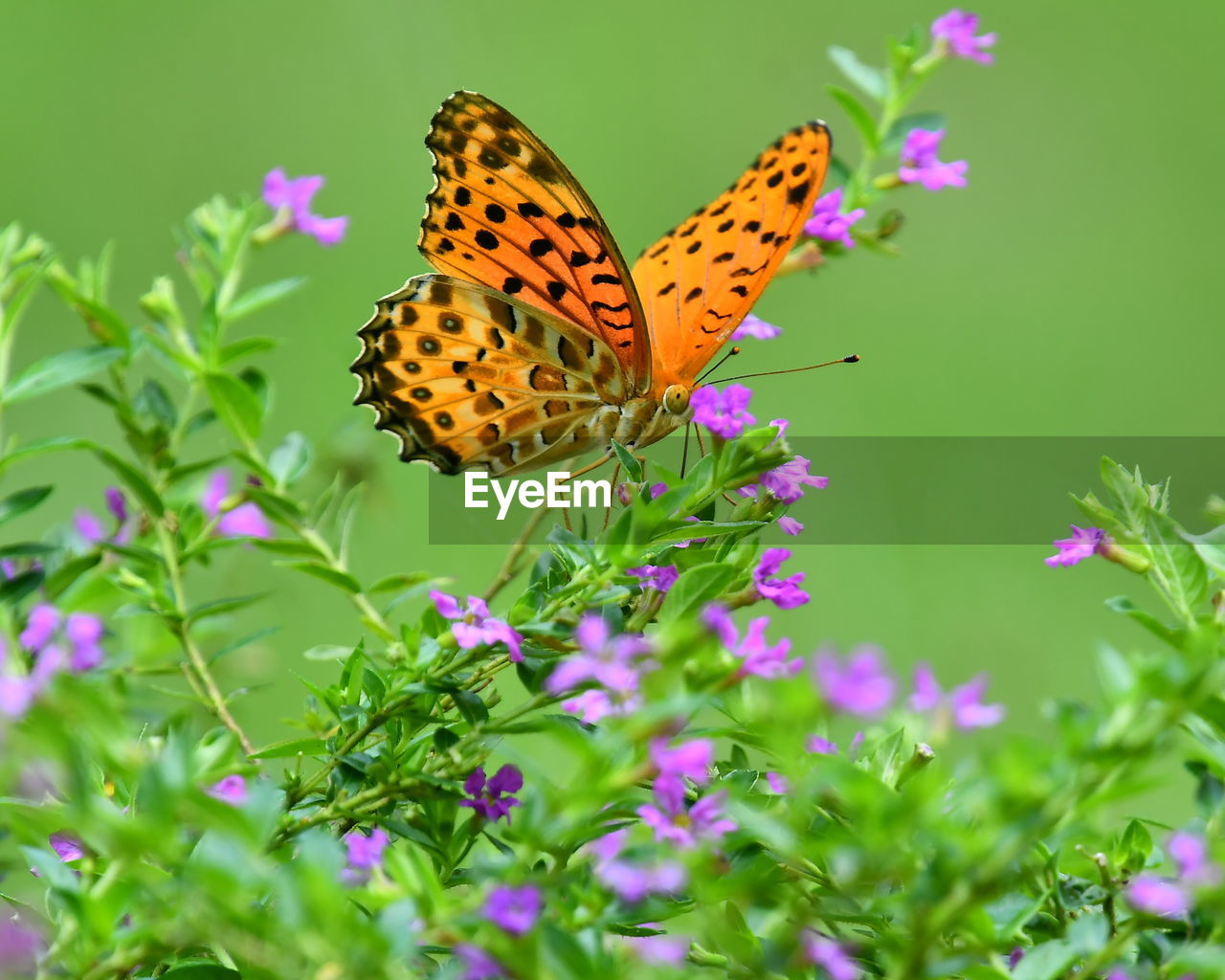 Close-up of butterfly pollinating on pink flower