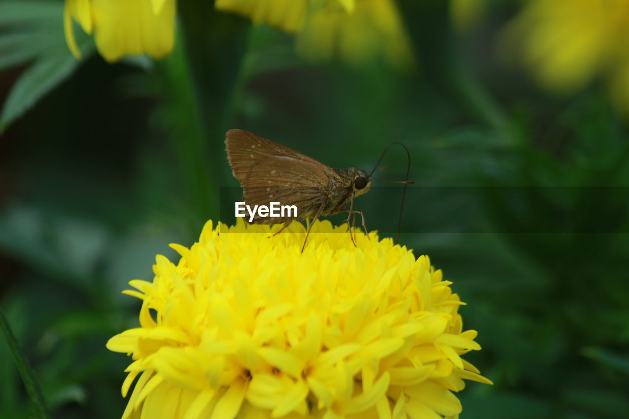 BUTTERFLY POLLINATING ON YELLOW FLOWER