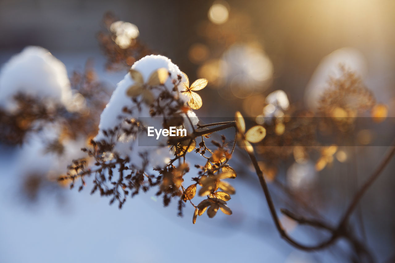 Broken tree branch with leaves in backlight with snow, sunlight and bokeh backround