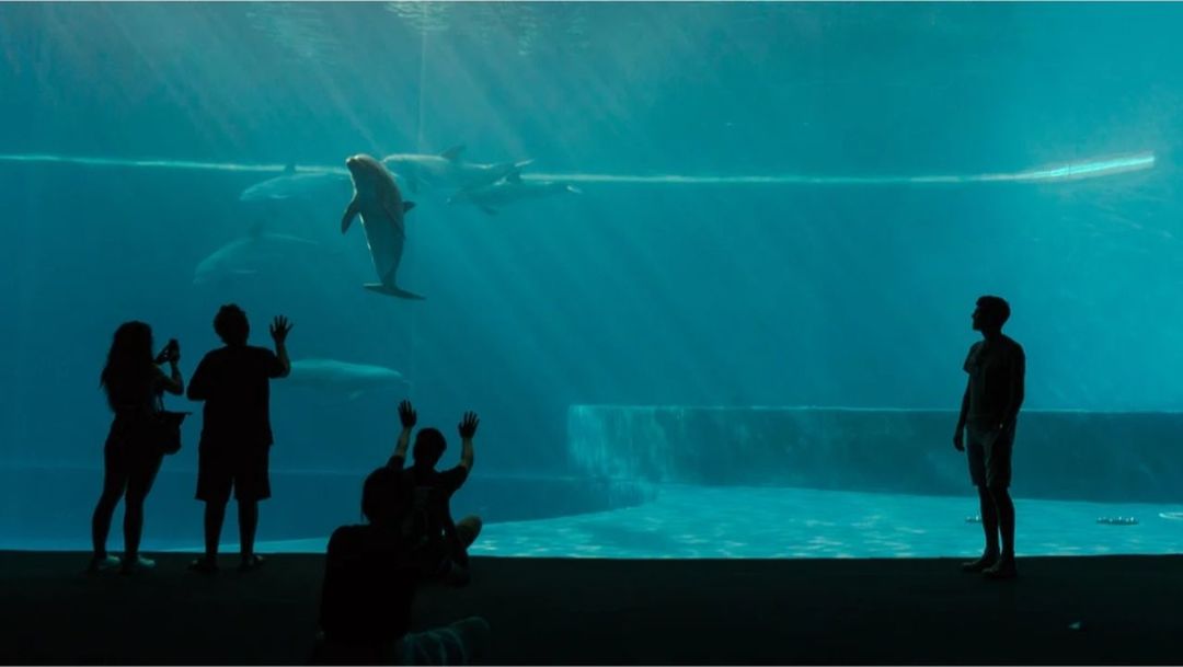water, sea, aquarium, tank, silhouette, underwater, group of people, animal themes, wildlife, animals in captivity, animal, animal wildlife, swimming, nature, fish, sea life, child, marine, men, childhood, indoors, women, transparent, full length, marine mammal, standing, looking, watching, group of animals, adult, fish tank, blue, screenshot, ocean, glass, travel