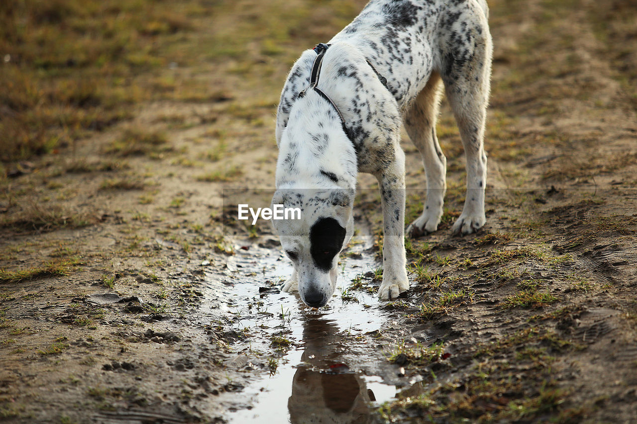 DOG DRINKING WATER IN LAKE