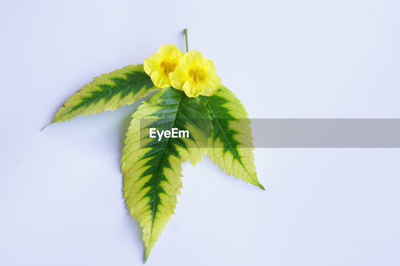 Close-up of yellow flower leaves against white background