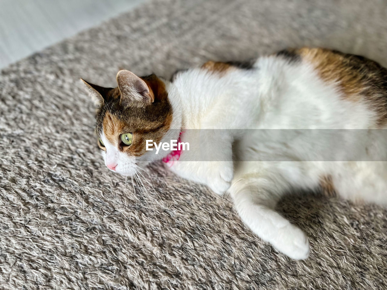 animal, animal themes, pet, domestic animals, mammal, one animal, cat, domestic cat, feline, whiskers, small to medium-sized cats, felidae, relaxation, no people, lying down, kitten, portrait, looking, animal body part, high angle view, indoors, resting