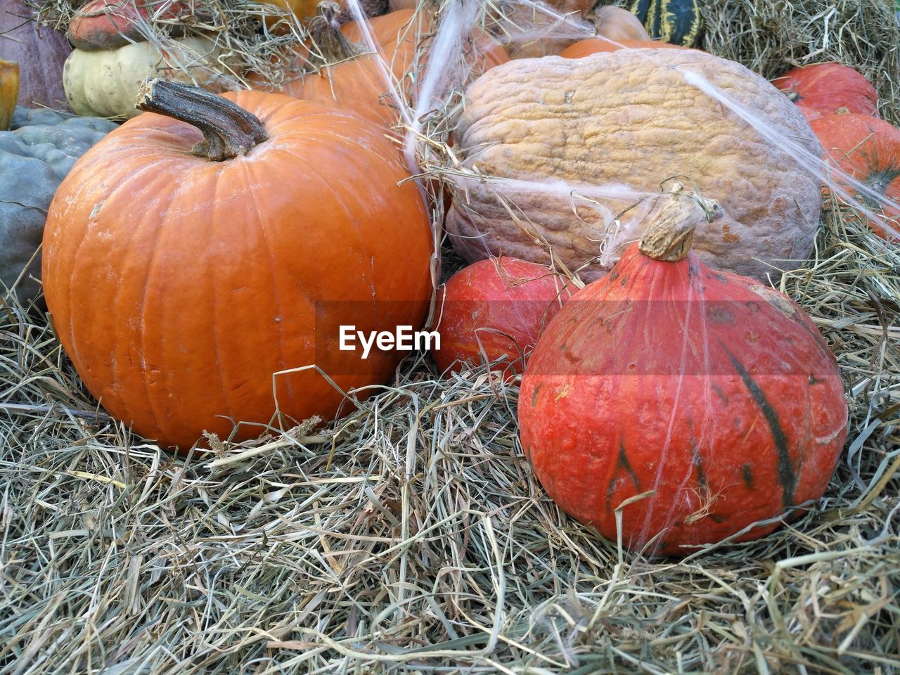 CLOSE-UP VIEW OF PUMPKIN