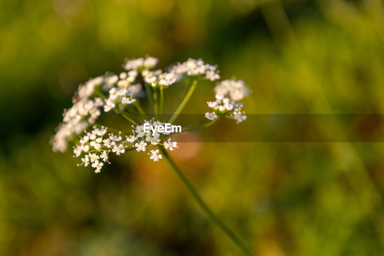 Close-up of white flowering plant