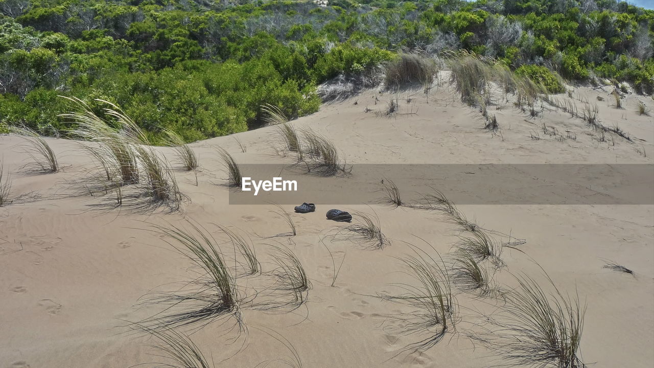 HIGH ANGLE VIEW OF TREES ON SAND