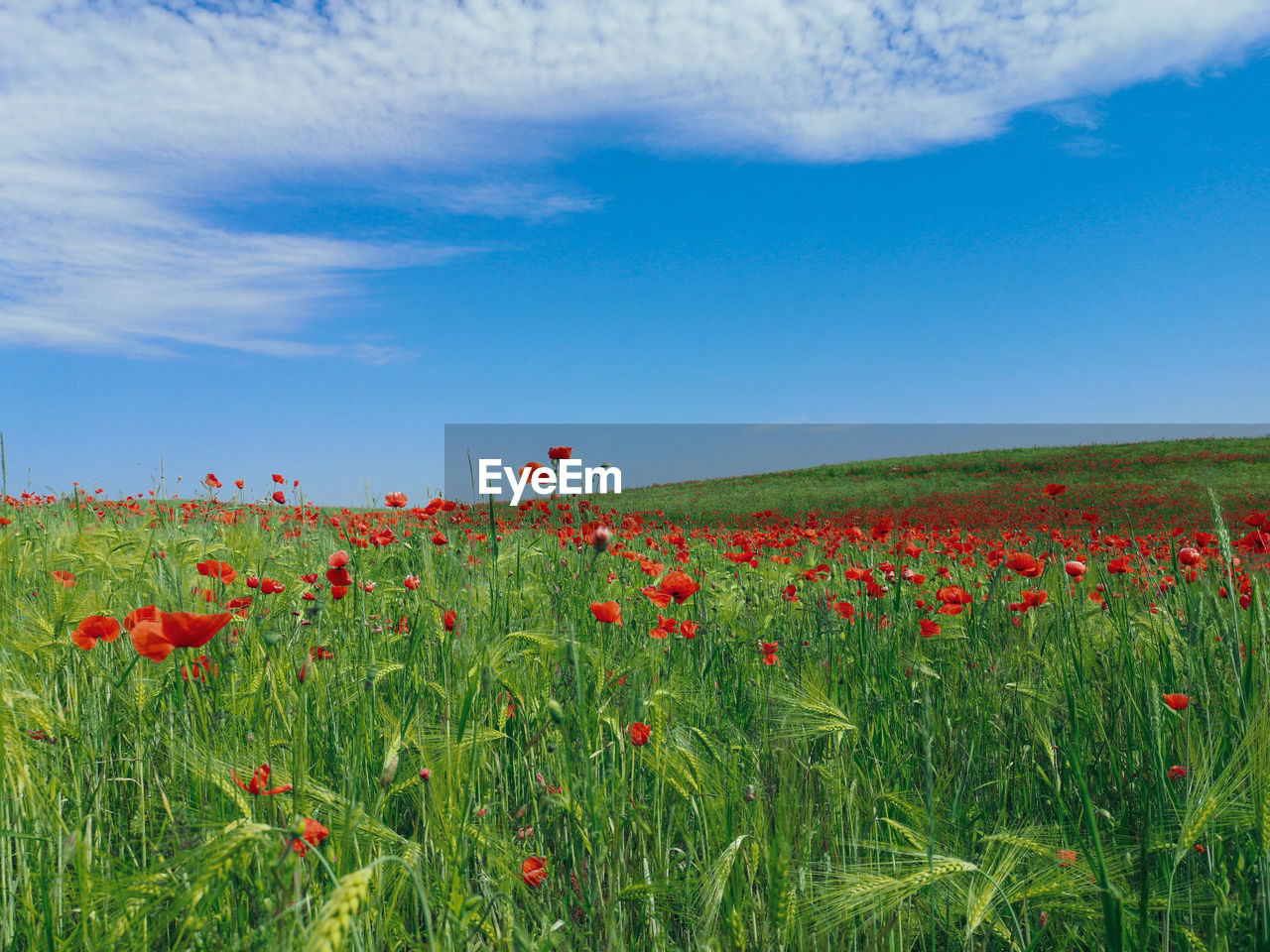 Red poppy flowers on field against sky