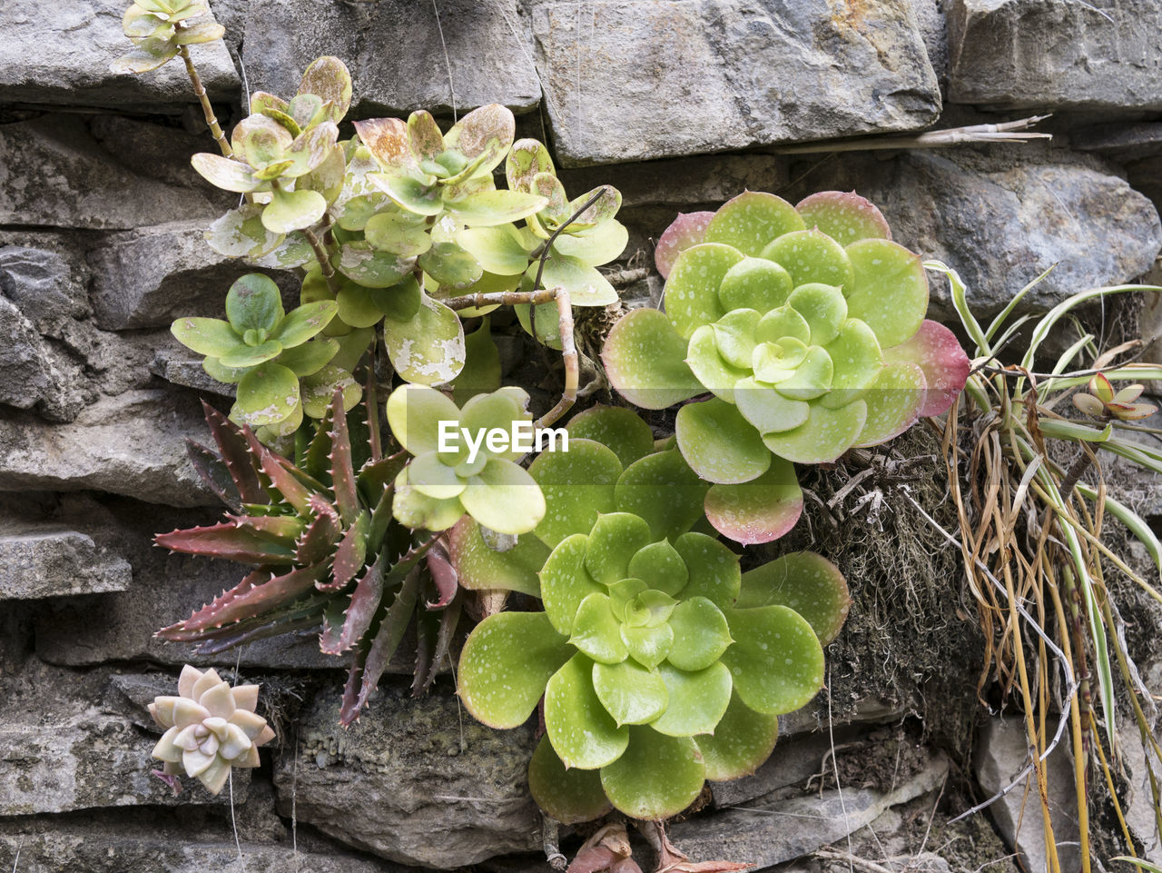 HIGH ANGLE VIEW OF SUCCULENT PLANTS