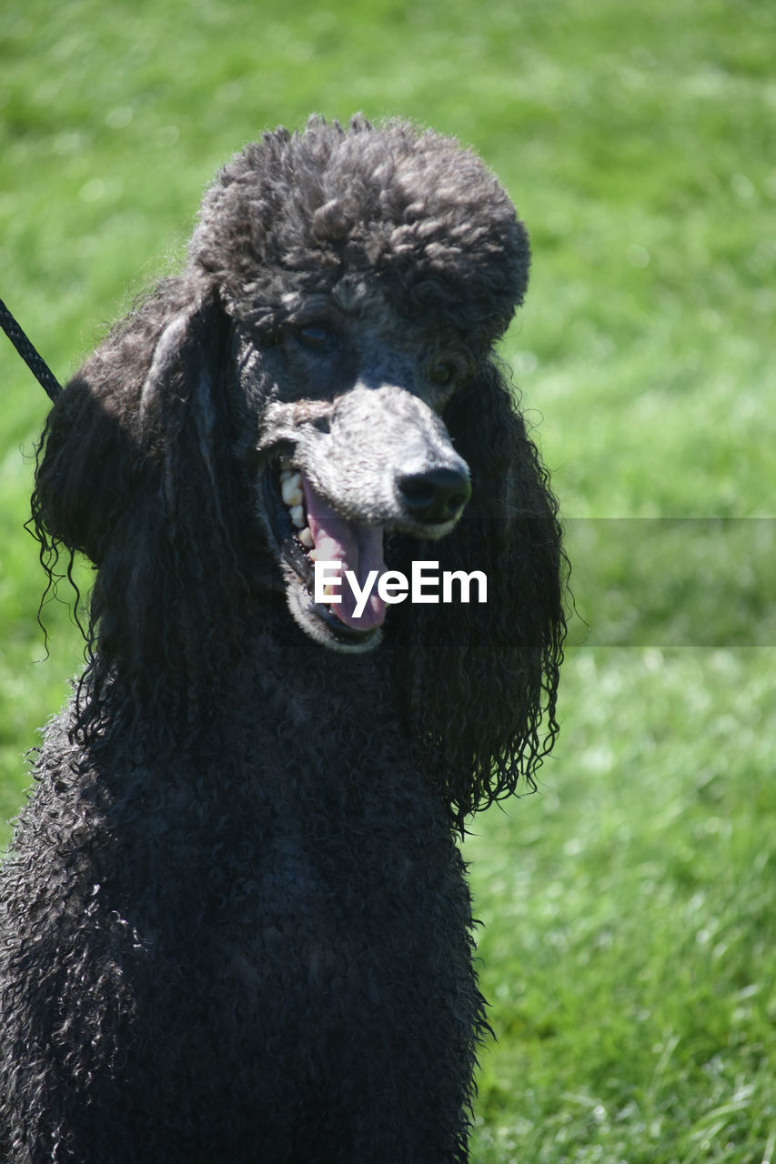 Adorable black poodle looking happy in the sun